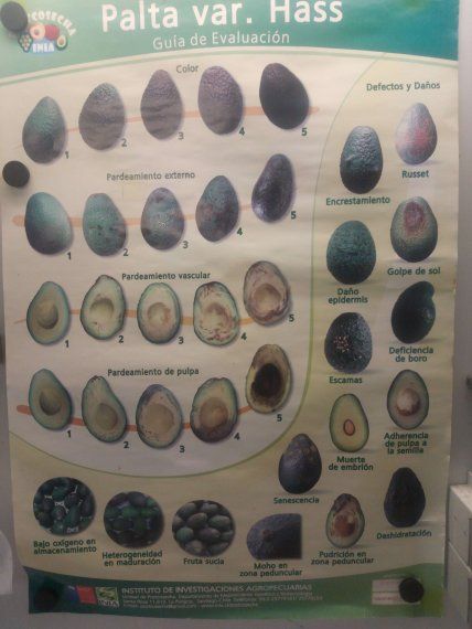 Avocado quality